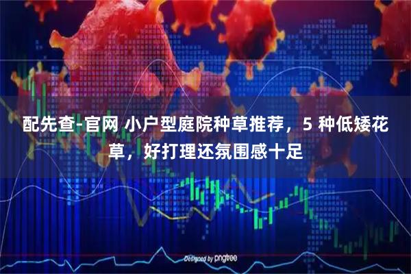 配先查-官网 小户型庭院种草推荐，5 种低矮花草，好打理还氛围感十足